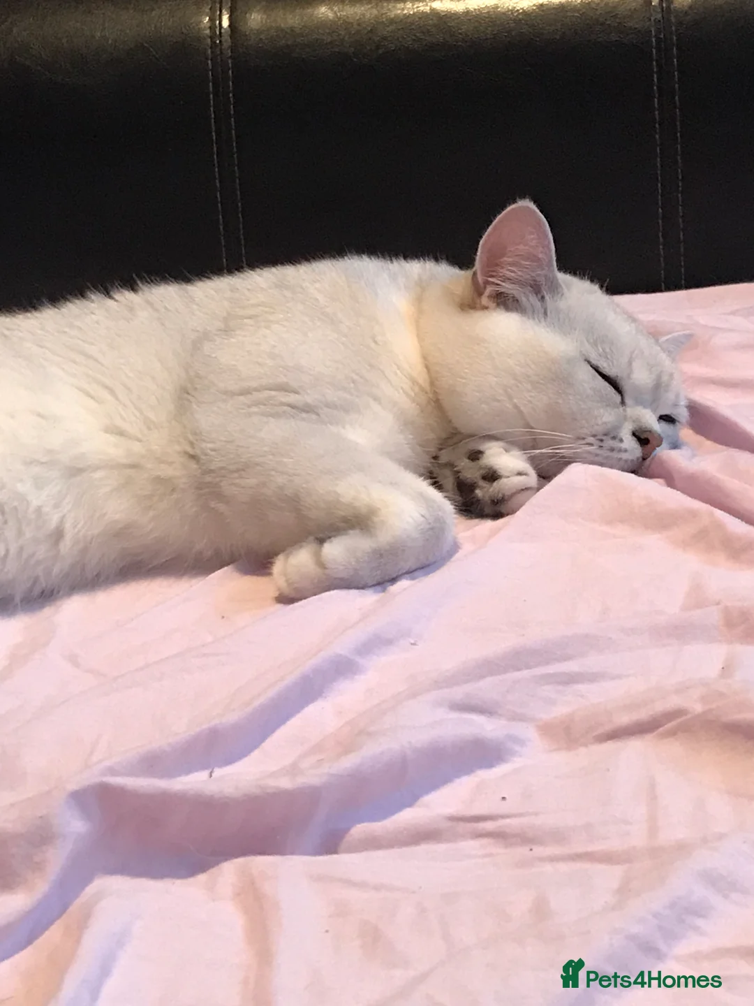 British Shorthair cats for stud: 🐾 British Shorthair Silver Shaded Stud 🐾 in Basildon - Advert 3