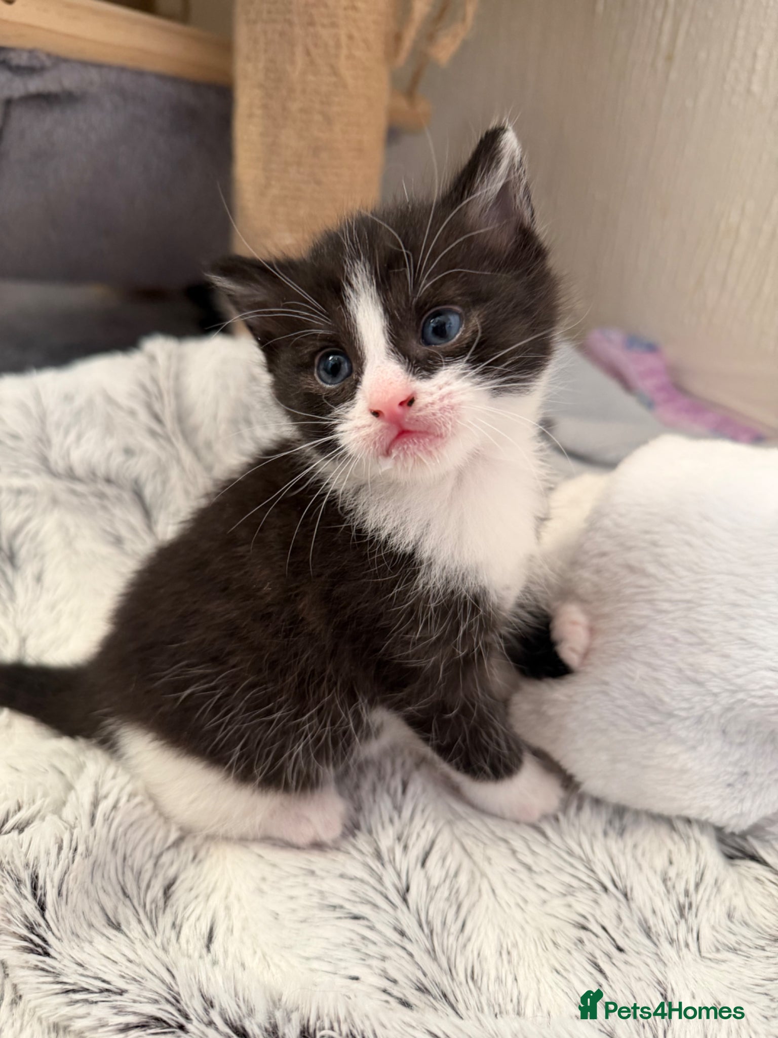 Domestic Shorthair cats Beautiful Kittens - Only 1 left!  - Advert 2