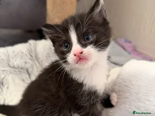 Domestic Shorthair cats Beautiful Kittens - Only 1 left! - Advert 2