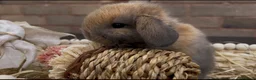 Mini Lop rabbits for sale: Reserved Stunning Lilac Self Doe  - Advert 2