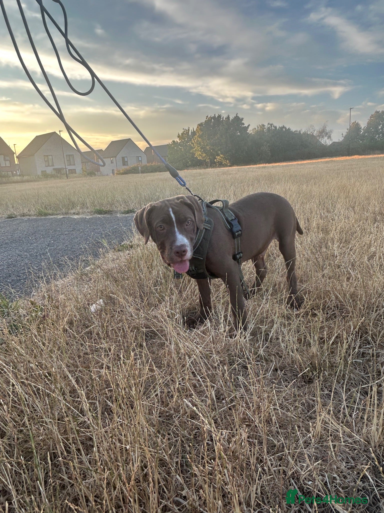 Mixed Breed dogs Staffy x pressa canario x cane corso  - Advert 1