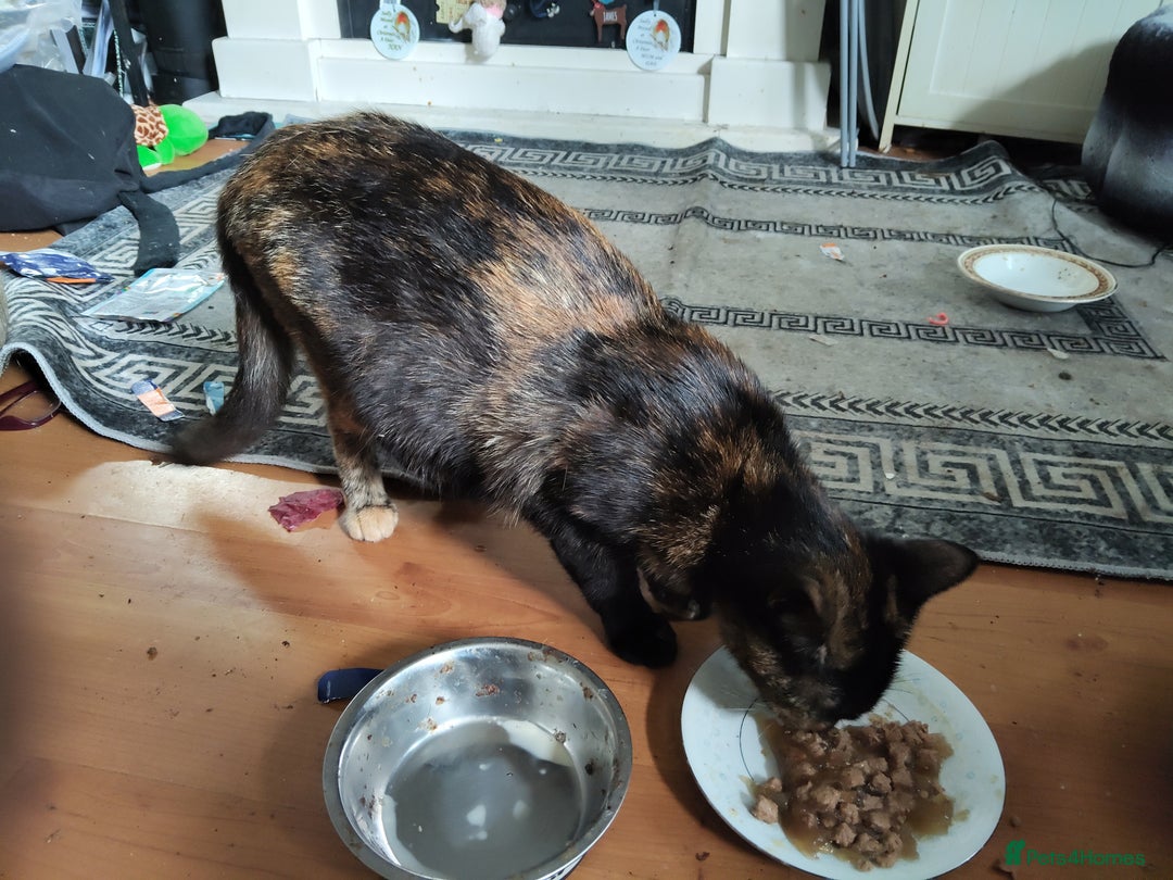 Mixed Breed cats for sale: Adorable playful kittens - Image 7