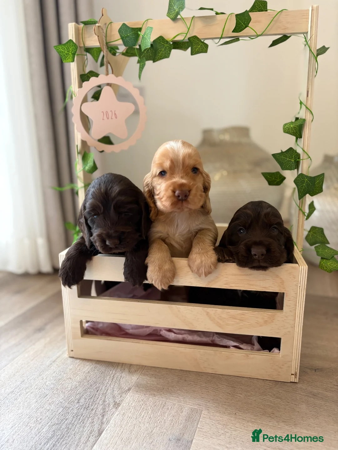 Cocker Spaniel dogs for sale: Show type cocker spaniels KC  - Advert 1