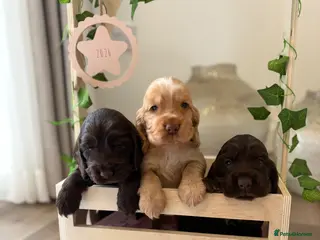 Cocker Spaniel dogs Show type cocker spaniels KC - Advert 1