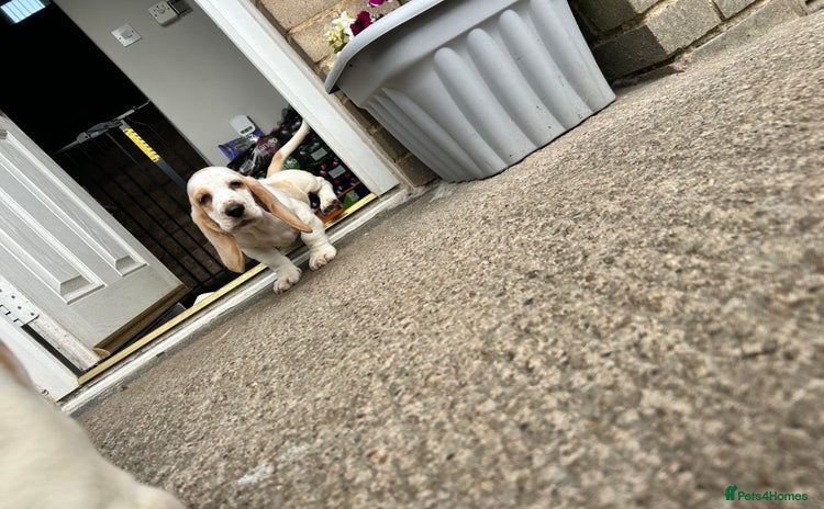 Basset Hound dogs - Advert 2