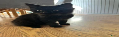 Mixed Breed Kitten 1