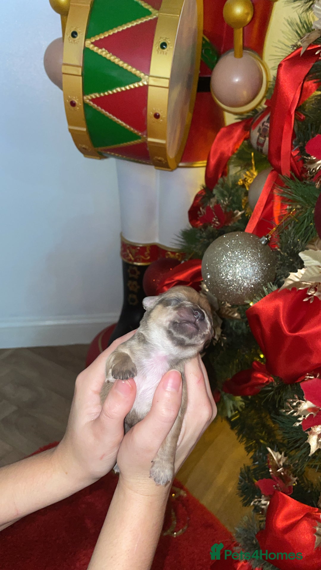 Chihuahua dogs for sale: Miniature Chihuahua Puppies - Advert 7