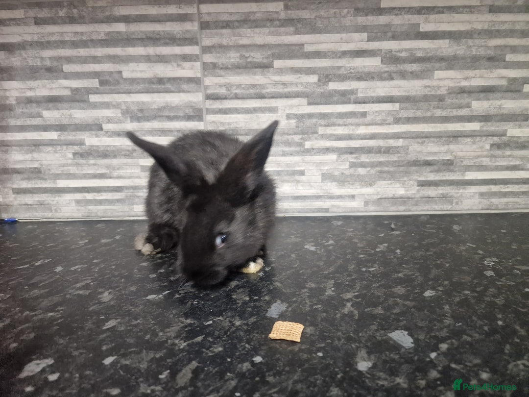 Mini Lion Lop rabbits for sale: Lion lops - Advert 16