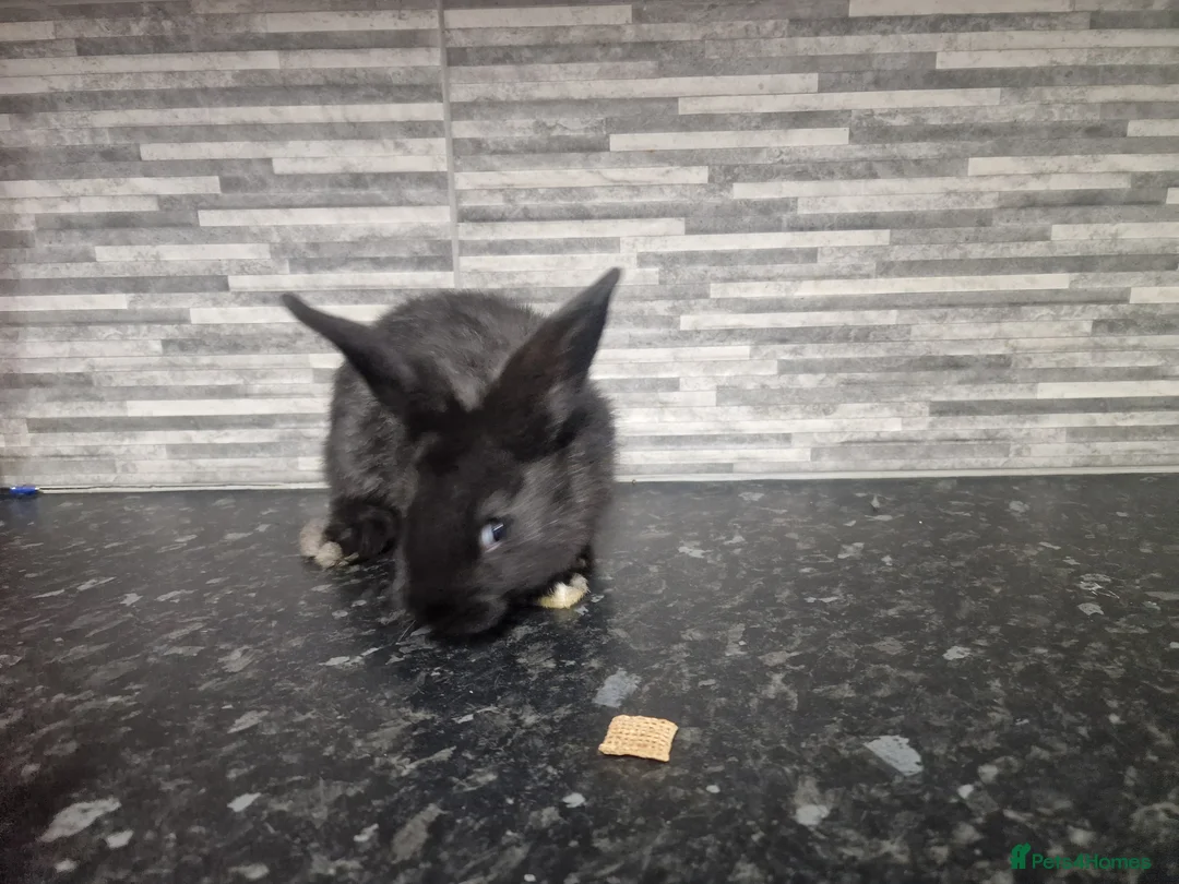 Mini Lion Lop rabbits for sale: Lion lops - Advert 13