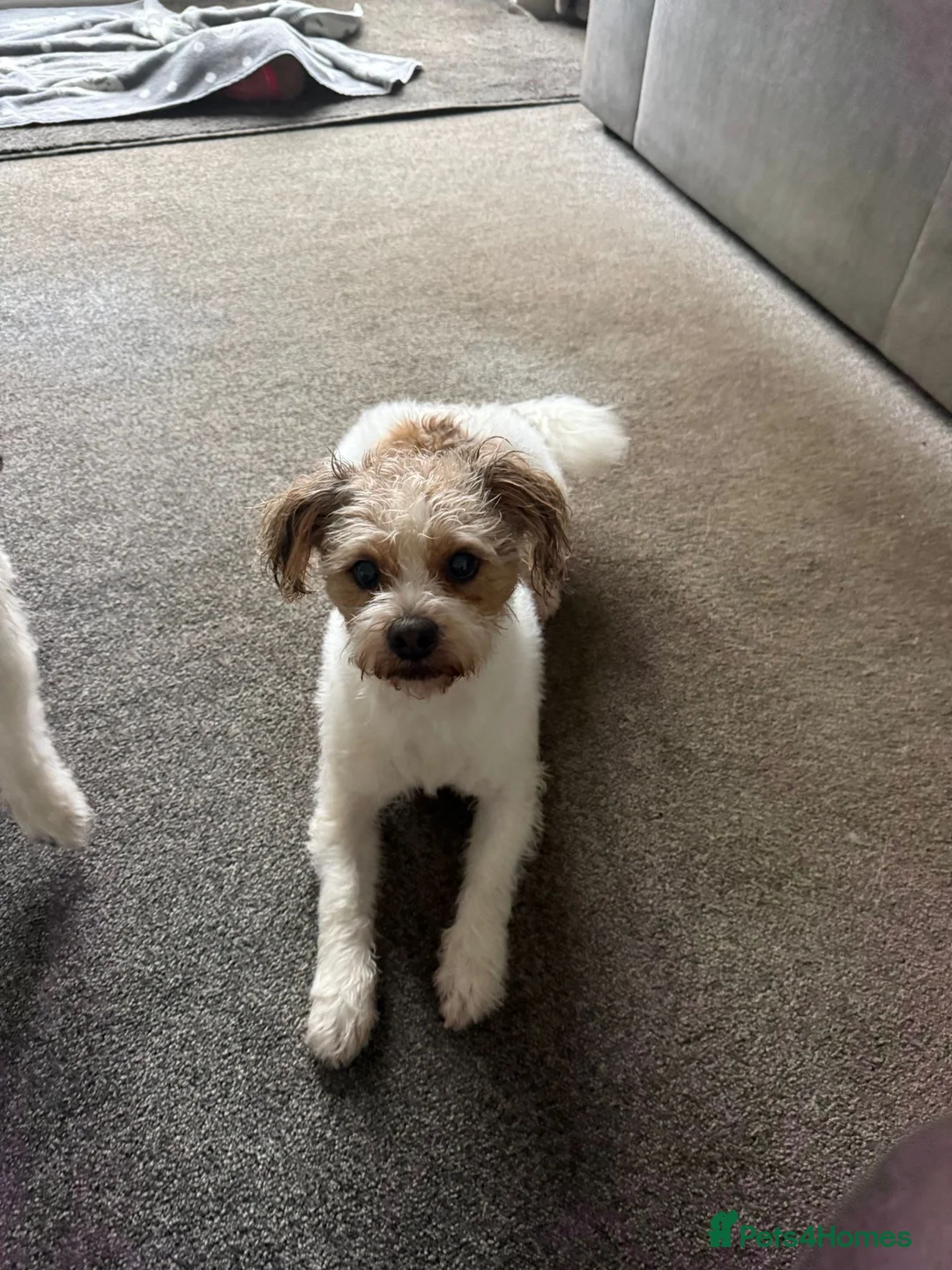Mixed Breed dogs for sale: Jack Russell x Shih Tzu  - Advert 5