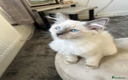 Ragdoll cats for sale: 💜2 Beautiful blue bi-colour ragdoll girls🩷 - Image 4