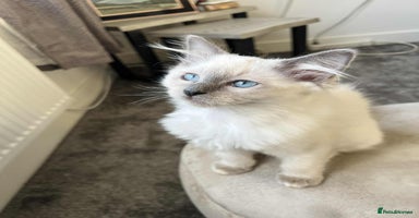 Ragdoll cats - Advert 11