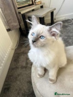 Ragdoll cats - Advert 11