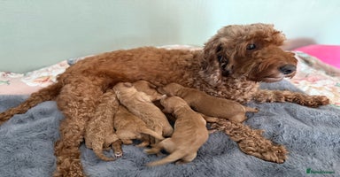 Cockapoo dogs - Advert 6