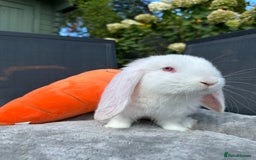 French Lop rabbits for sale: 🤍Pure Bred Giant French Lop Babies🤍 - Image 6