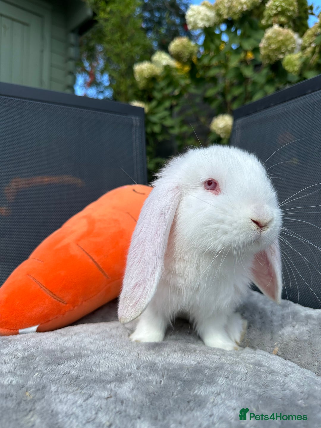 French Lop rabbits for sale: 🤍Pure Bred Giant French Lop Babies🤍 - Image 6