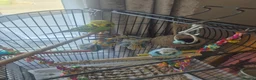 Budgerigars birds for sale: Male and female pair of budgies in Stockport - Advert 3