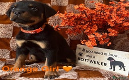 Rottweiler dogs for sale: Stunning kc registered Rottweiler pups.  - Image 10