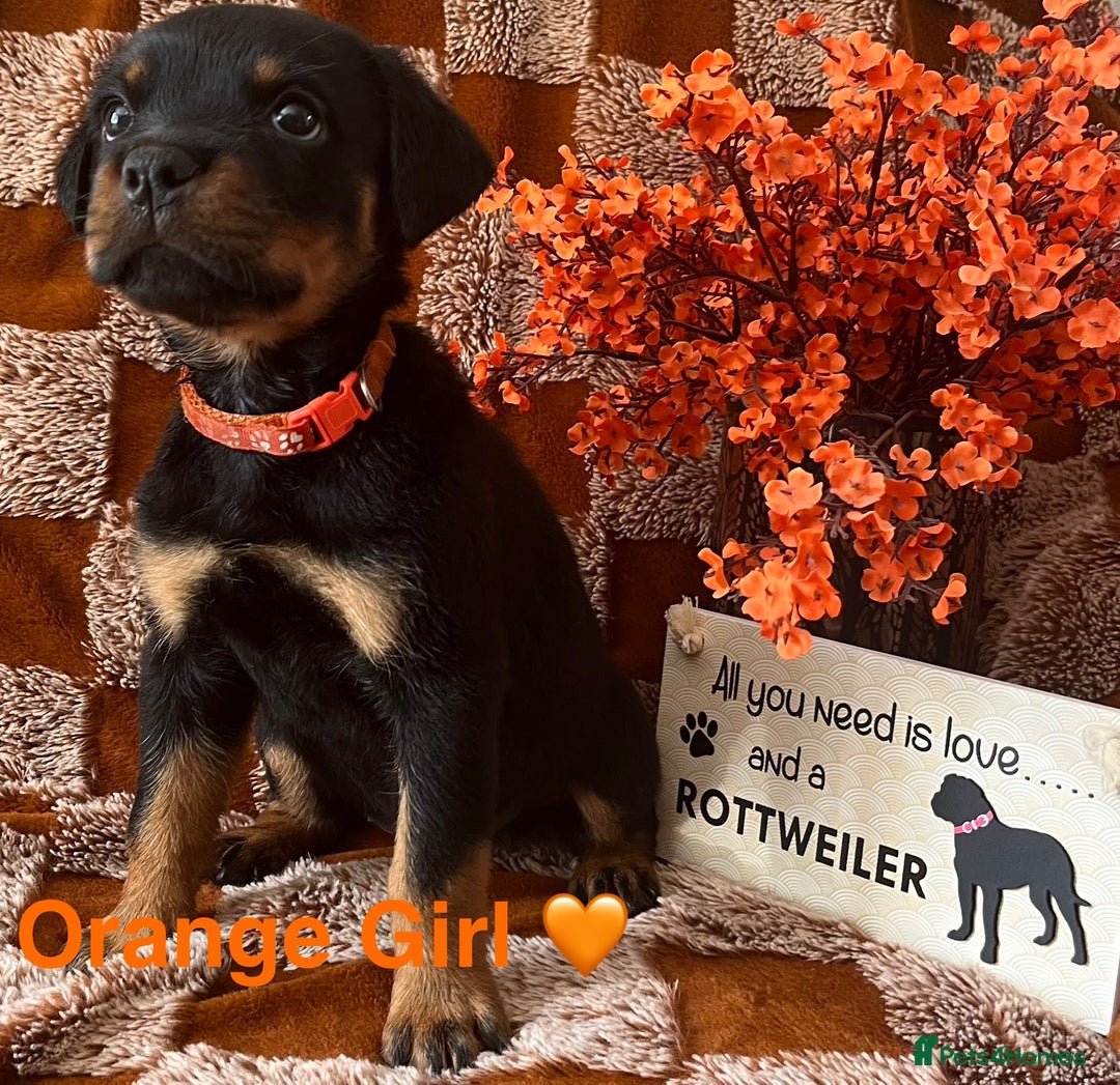 Rottweiler dogs for sale: Stunning kc registered Rottweiler pups.  - Image 10