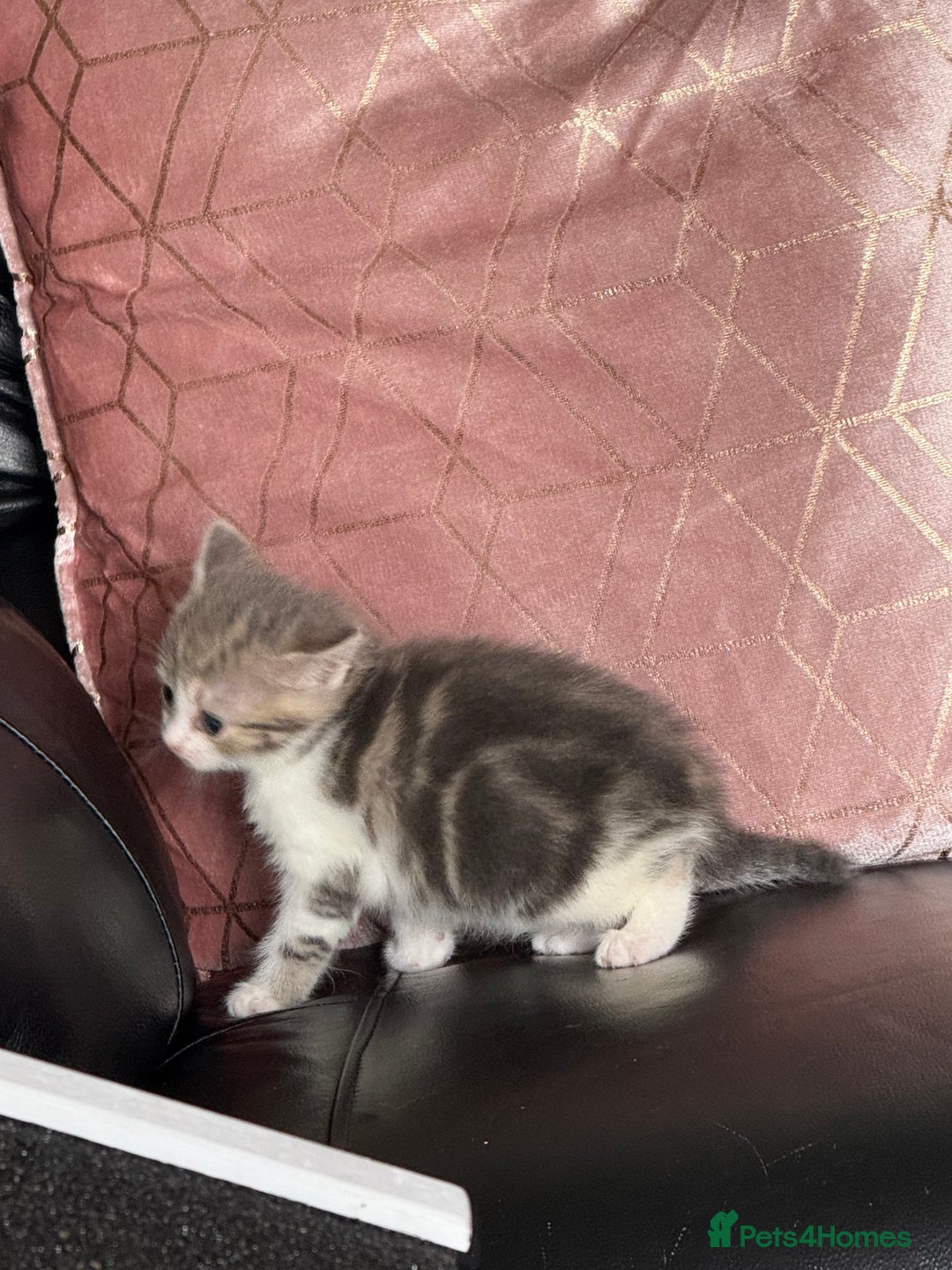 British Shorthair cats for sale: Half British shorthair for sale - Image 9