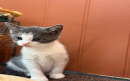 Mixed Breed cats for sale: 🐾 Adorable Kittens For Forever Homes 🐾  - Image 14