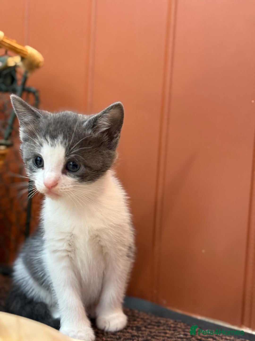 Mixed Breed cats for sale: 🐾 Adorable Kittens For Forever Homes 🐾  - Image 14
