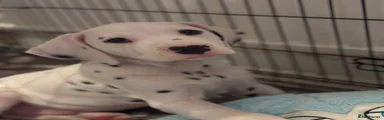 Dalmatian Puppy 5