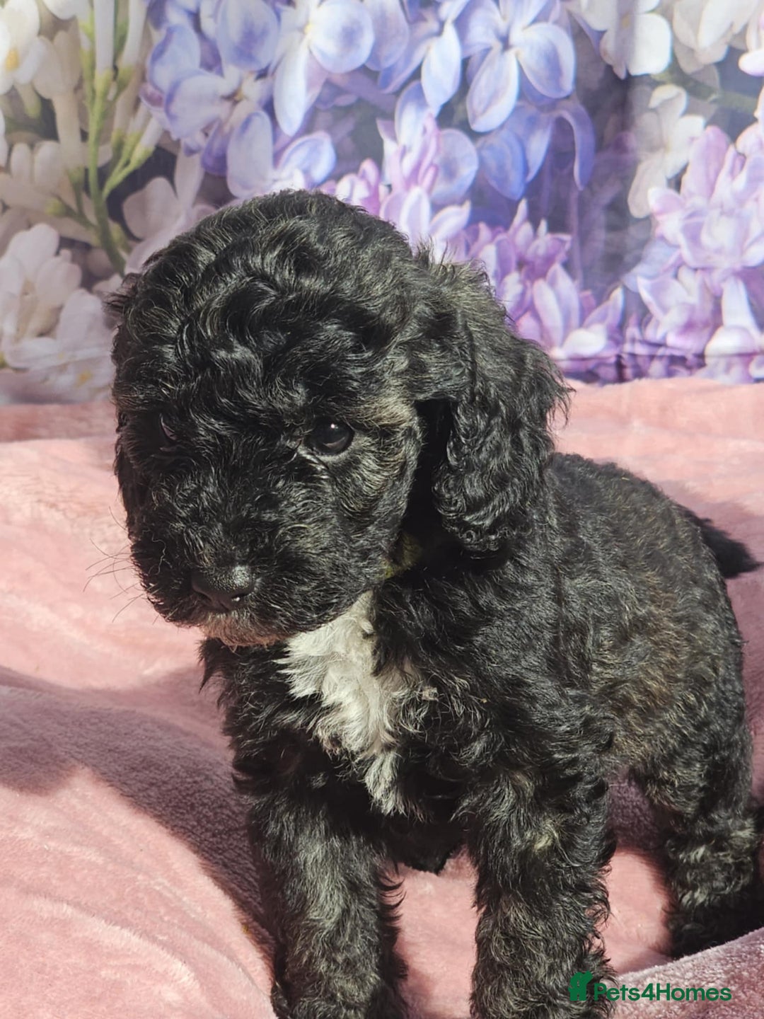 Cockapoo dogs for sale: sable & phantom & tri colour cockapoo puppies  - Image 30