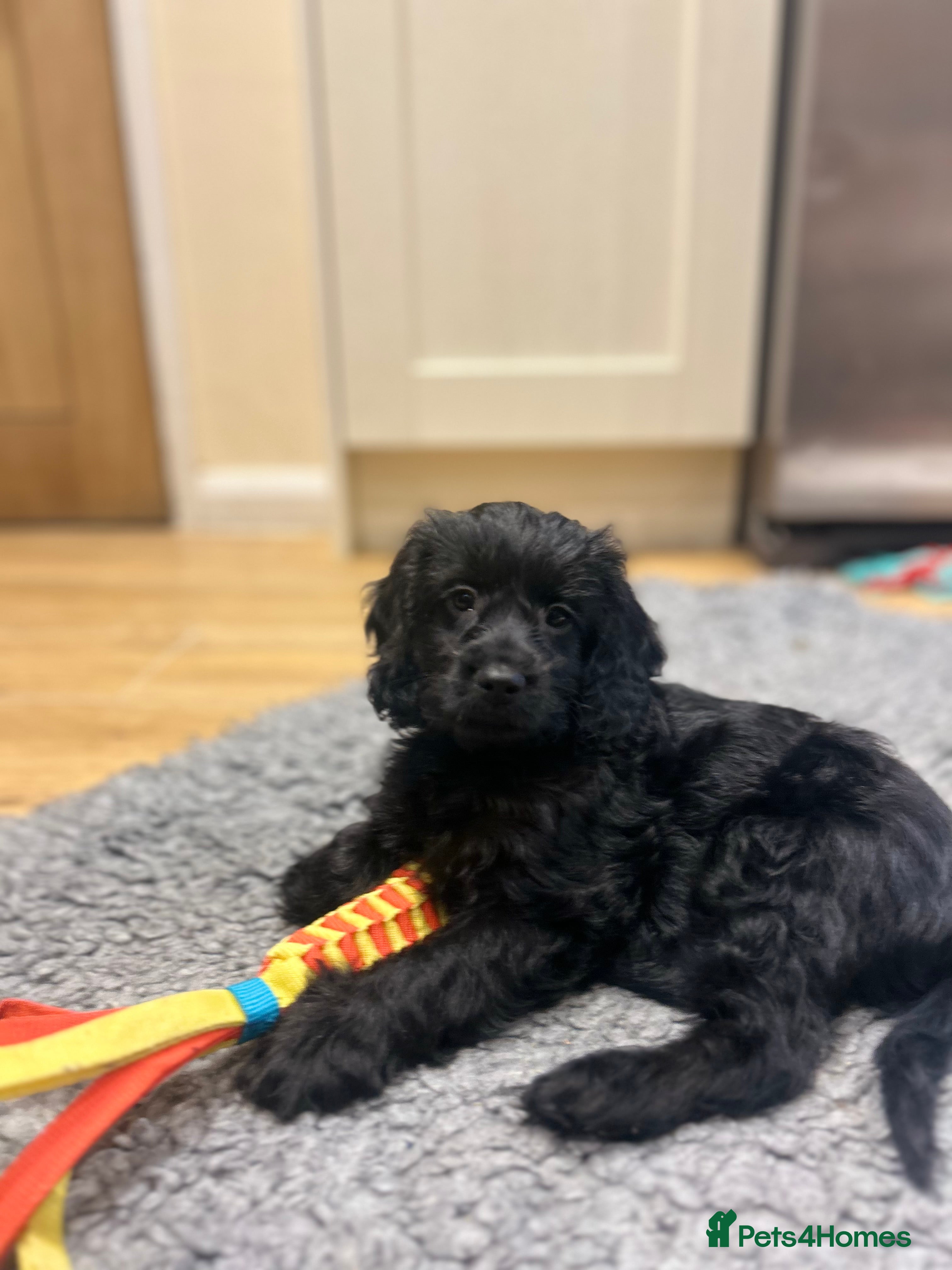 Cockapoo dogs Last female puppy ready now   - Advert 1