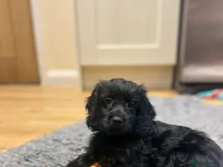 Cockapoo dogs Last female puppy NOW RESERVED - Advert 6