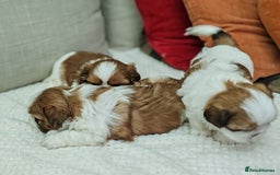 Shih Tzu dogs for sale: Shih Tzu - Image 8