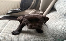 Labrador Retriever dogs for sale:  *READY TO LEAVE* Chunky show  labrador retreivers - Image 6