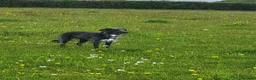 Mixed Breed dogs for sale: Bedlington whippet puppies  in Chulmleigh - Advert 1