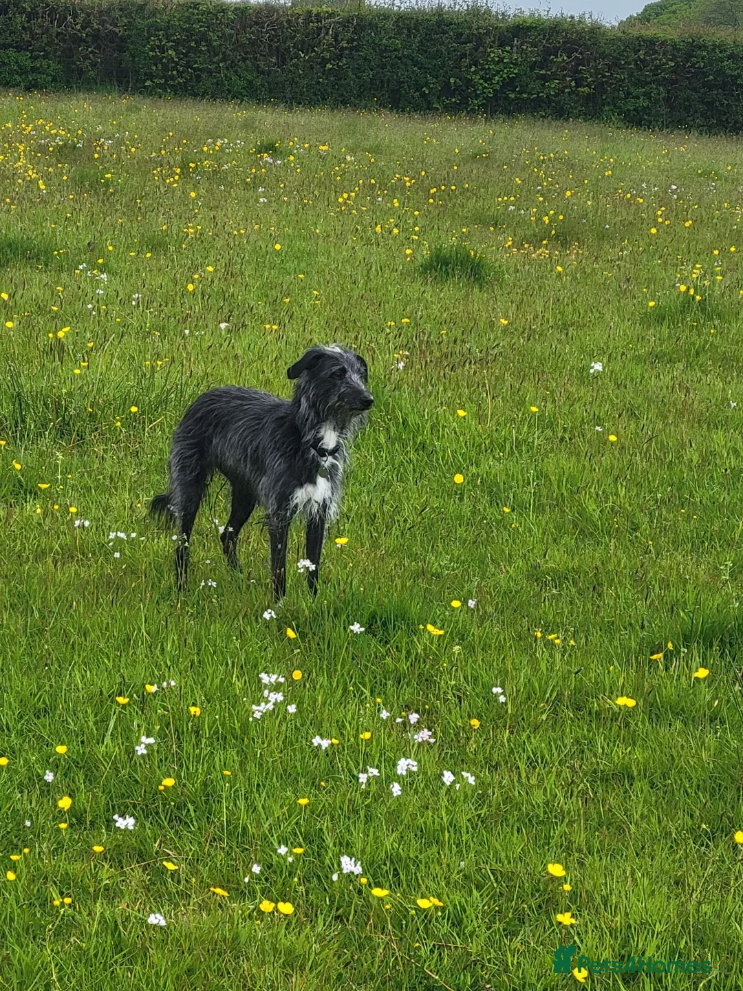 Mixed Breed dogs for sale: Bedlington whippet puppies  in Chulmleigh - Advert 1