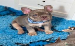 French Bulldog dogs for sale: 11 weeks old Isabella & tan carries fluffy RFG  - Image 8