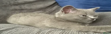 British Shorthair 2