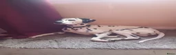Dalmatian dogs for sale: Pongo - Advert 3