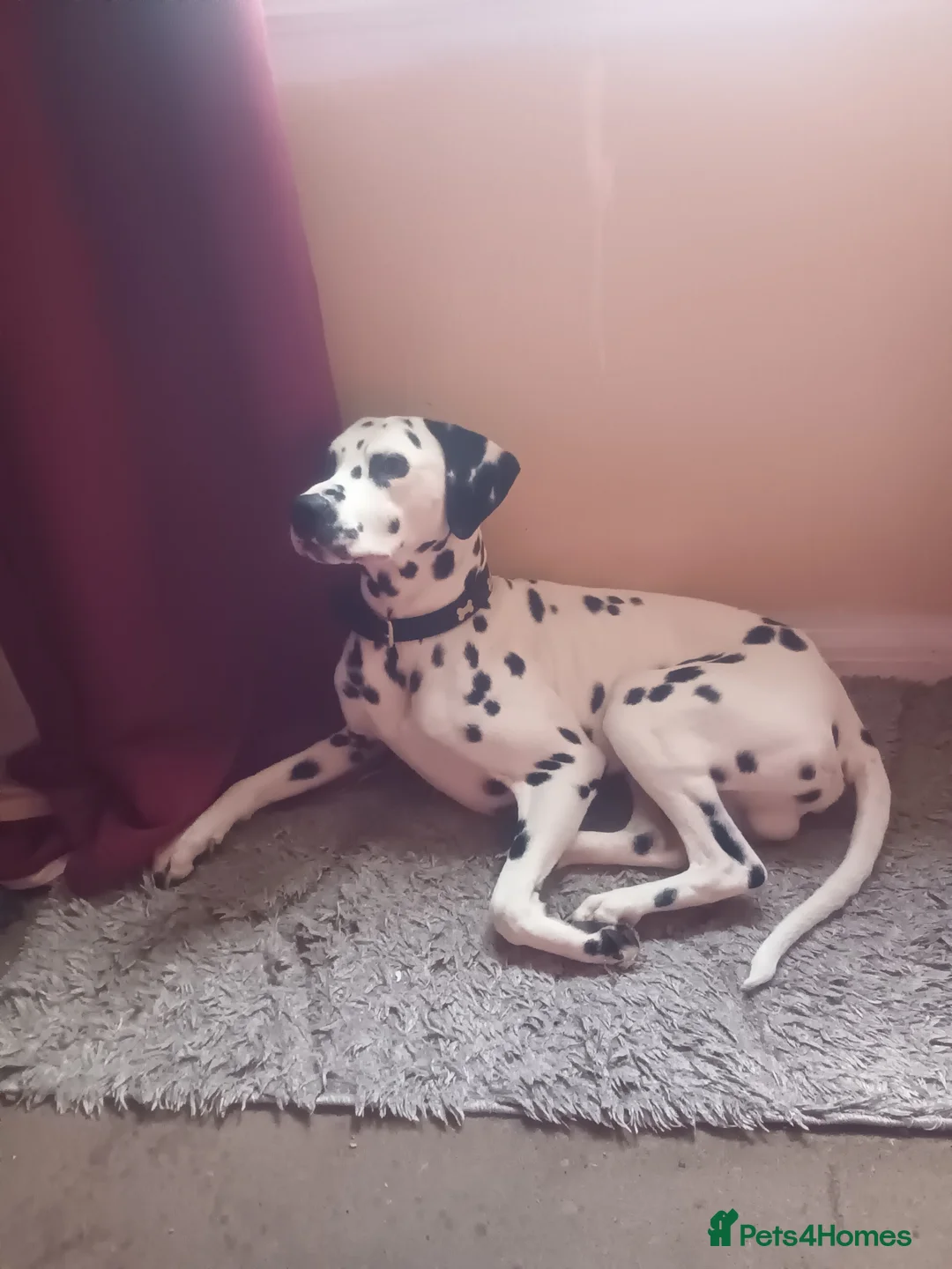 Dalmatian dogs for sale: Pongo - Advert 3