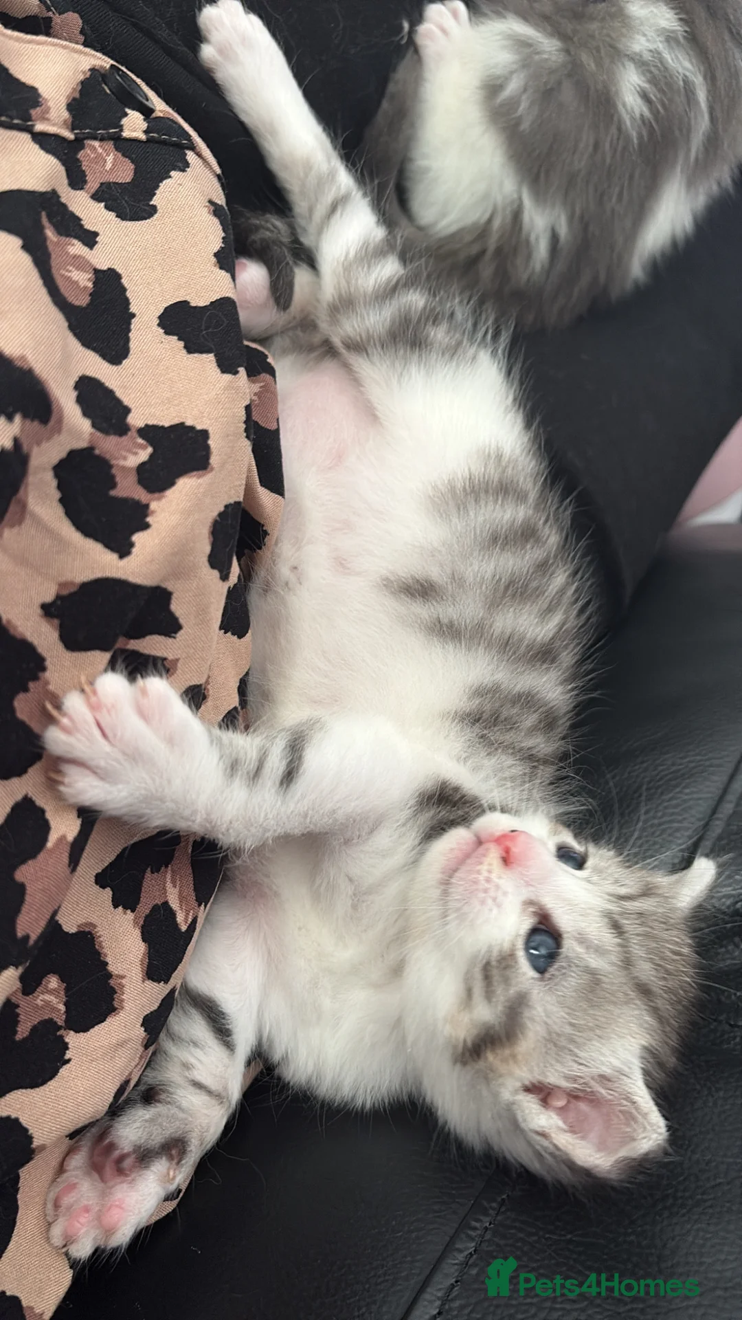 Maine Coon cats for sale: Beautiful and playful half Maine coon kittens  in Derby - Advert 18