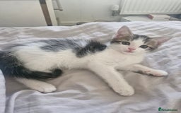 Mixed Breed cats for sale: 🐾 Rory & Charlie – Bengal Mix Boys 🐾 - Image 3