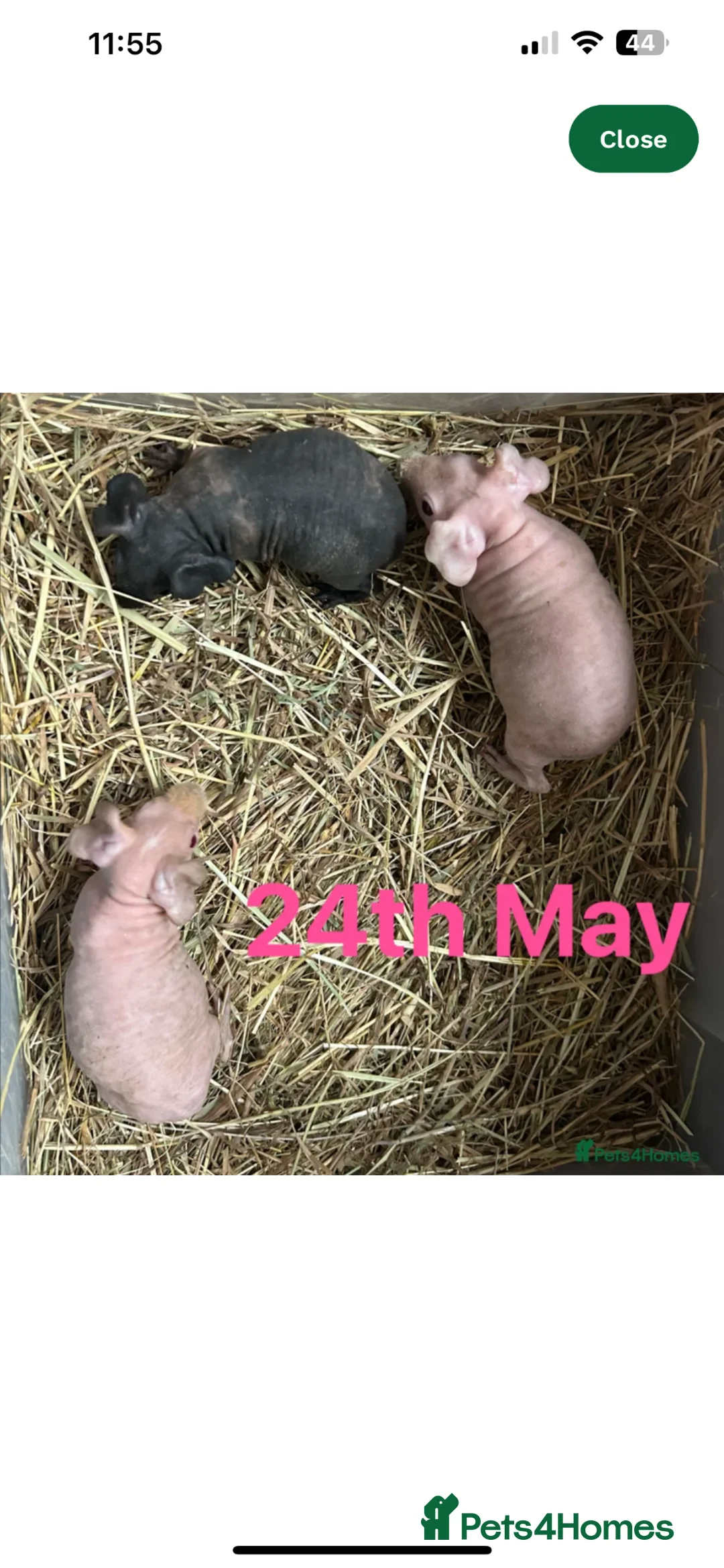 Guinea Pig rodents for sale: Skinny Pig Sows  - Advert 2