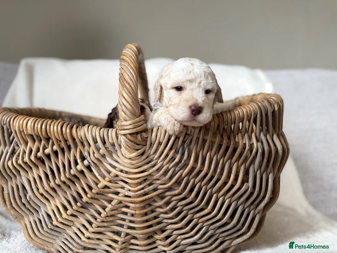 Lagotto Romagnolo dogs for sale: Kennel Club Registered Lagotto Romagnolo Puppies - Advert 12