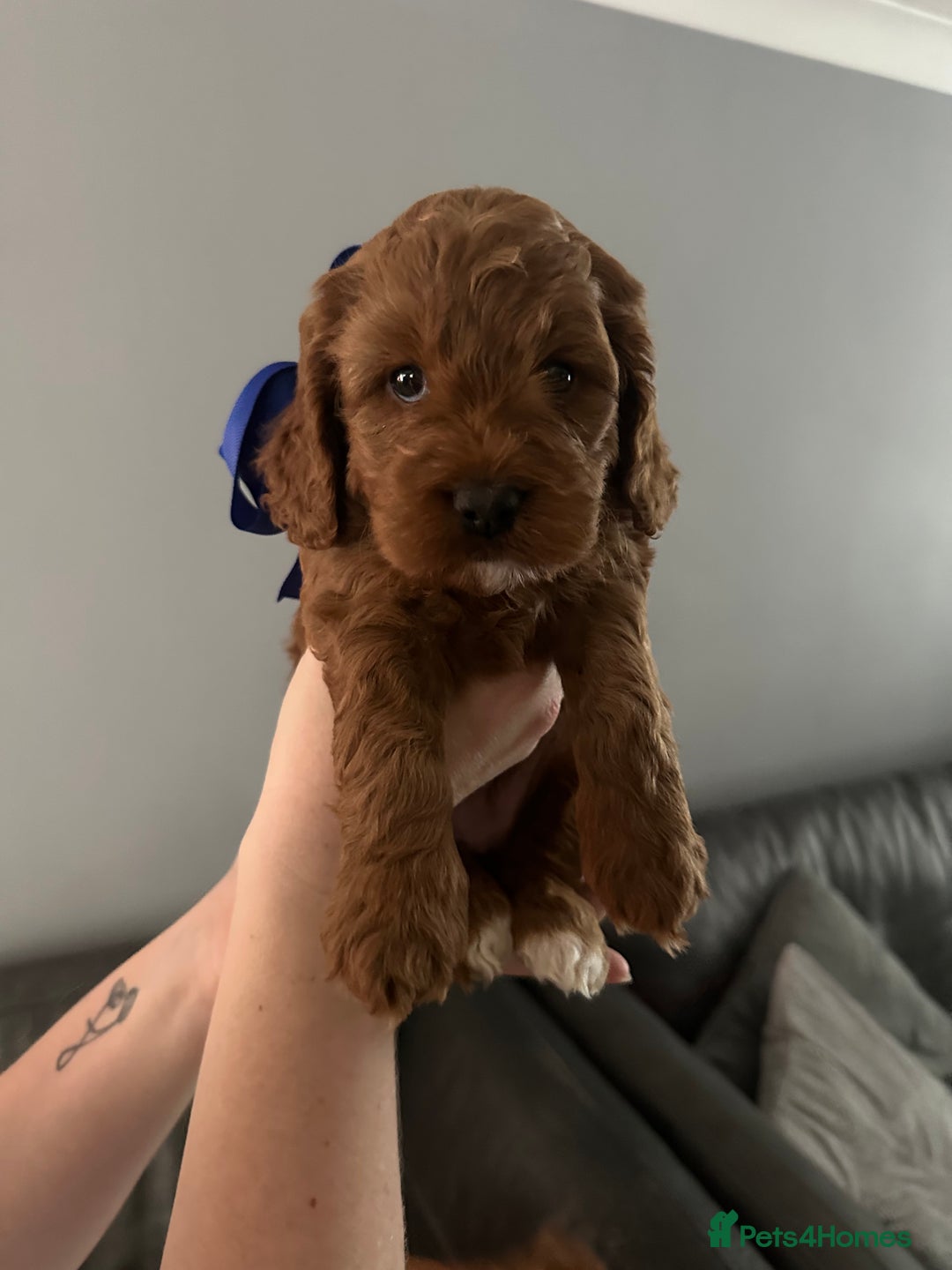 Cockapoo dogs for sale: Cockerpoo puppies  - Advert 5