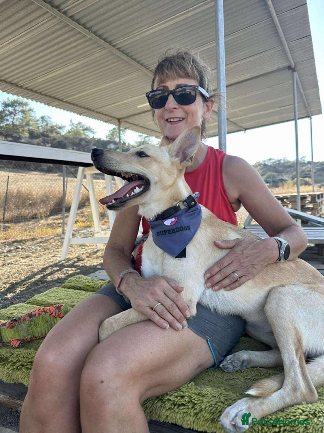 Mixed Breed dogs for adoption: Brooklyn is ready to steal your heart - Advert 8