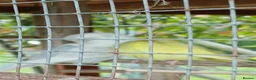 Budgerigars birds for sale: Aviary breed baby budgies - Advert 6