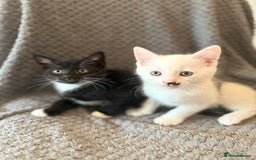 Mixed Breed cats for sale: very friendly kittens looking for a new home - Image 11