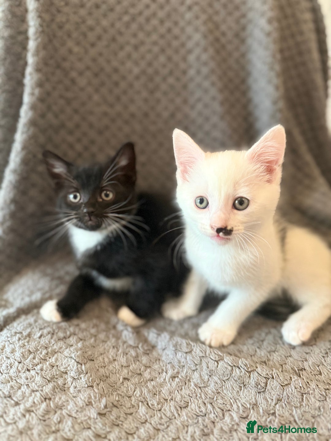 Mixed Breed cats for sale: very friendly kittens looking for a new home - Image 11