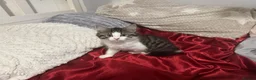 Mixed Breed cats for sale: Beautiful Male Kittens 🥰 in Dartford - Advert 19