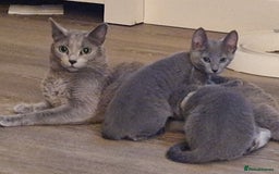 Russian Blue cats for sale: Pedigree Russian blue kittens  - Image 2