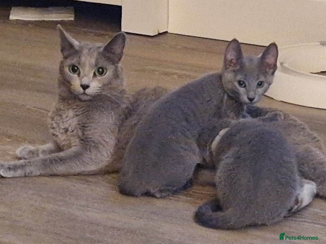 Russian Blue cats for sale: Pedigree Russian blue kittens  - Image 2